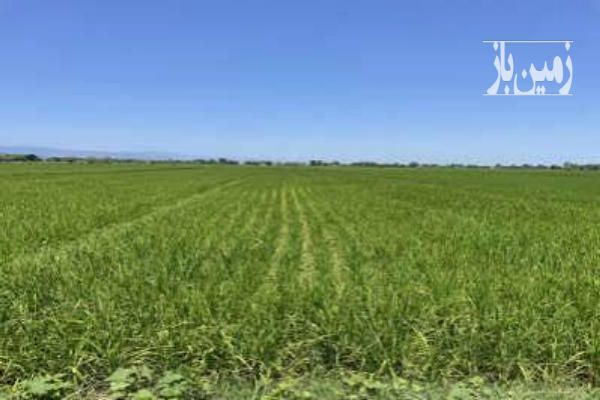 زمین کشاورزی دارای چاه تلمبه پنج هکتار فارس علامرودشت-1