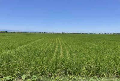 زمین کشاورزی دارای چاه تلمبه پنج هکتار فارس علامرودشت