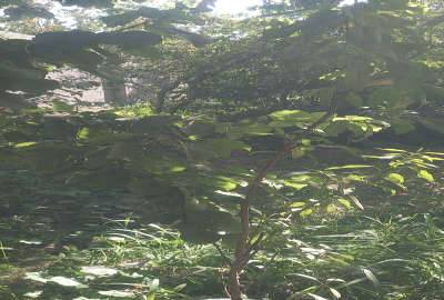 باغچه نقلی در بافت روستای کوشکک صفادشت