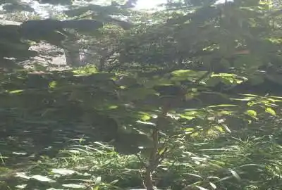 باغچه نقلی در بافت روستای کوشکک صفادشت