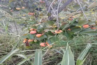 زمین۱۸۰ متری نزدیک کریم آباد برای سرمایه گذاری