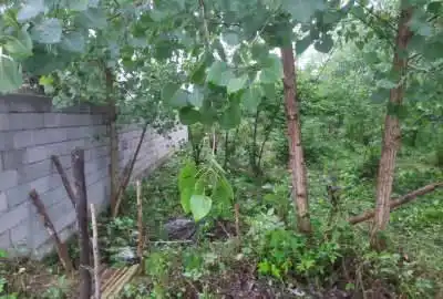 زمین مسکونی نسق دار در ۸ کیلومتری رشت روستای کفترود