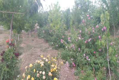 فروش و یا تهاتر باغ ۴ دیواری اسلامشهر روستای سیمون