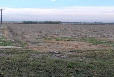 فروش زمین شالیراری درقائمشهر روستای زیبای رکابدارکلا