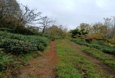 زمین کشاورزی و زنبورداری گیلان لاهیجان آهندان