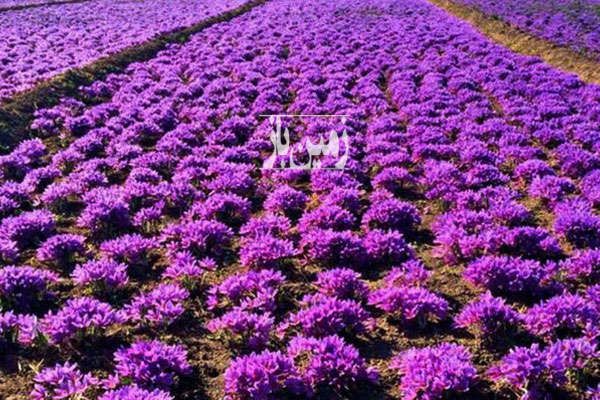 زمین کشاورزی مناسب کاشت زعفران جلگه رخ-1