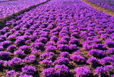 زمین کشاورزی مناسب کاشت زعفران جلگه رخ