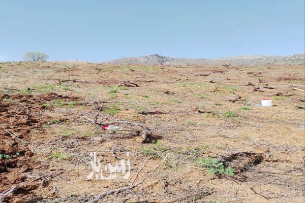 زمین برای فروش تخت زنگی جاده شیلات توقه گویز-2