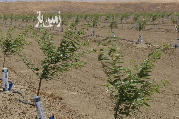 باغ بادام از نوع آذر و میوه دور زمین قره ضیالدین-2