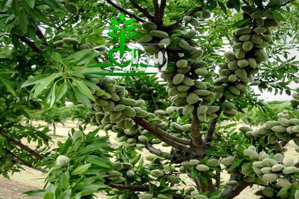 باغ بادام از نوع آذر و میوه دور زمین قره ضیالدین-3