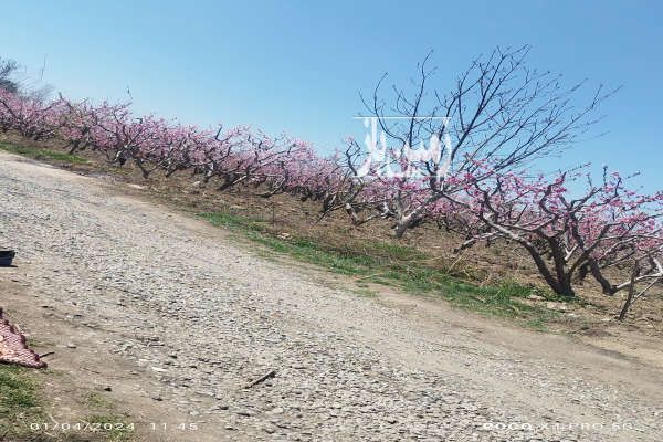 باغچه ۵۰۰ متر در باباسلمان شهریار-1