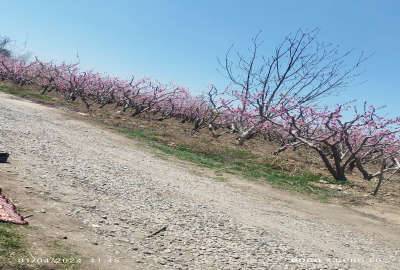 باغچه ۵۰۰ متر در باباسلمان شهریار
