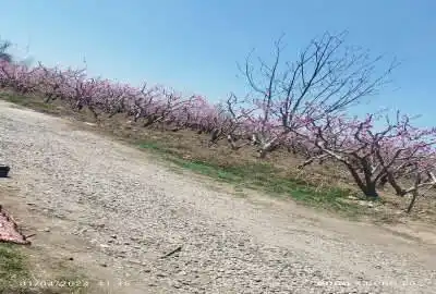باغچه ۵۰۰ متر در باباسلمان شهریار