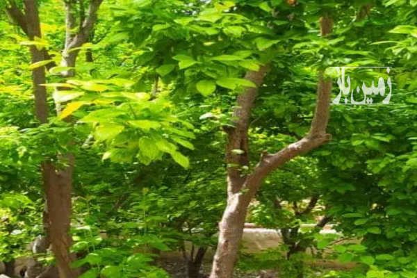 باغچه سند تک برگ ملارد روستای صالح اباد لوکیشن عالی-4