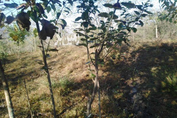 زمین۹۰۰متری واقع در مسیر هفت آبشار تیرکن-2