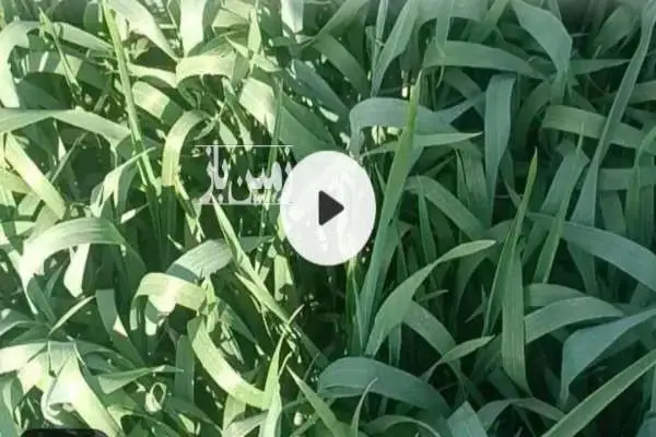 زمین کشاورزی دارای سه موتور اب ده ساعت و نیم - تصویر 2