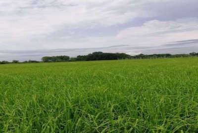 زمین داخل بافت در جاده حبیبی آهنگر کلا