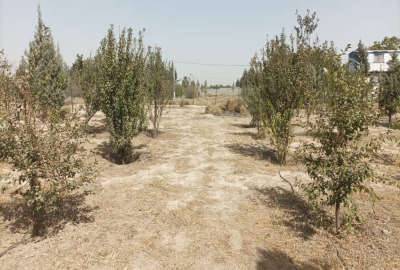 قطعه ۱۰۴ واقع در باغستان شفق در نسیم شهر