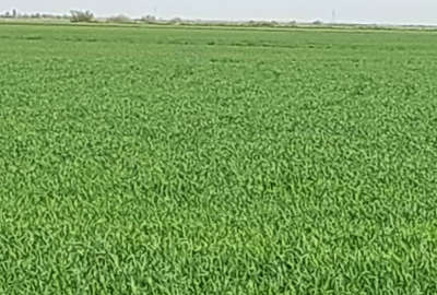 فروش زمین ۴۲ هکتاری گنبد روستای قزاقلی