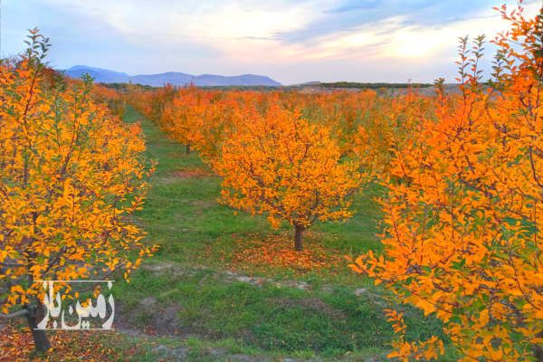 باغ سیب لوکیشن عالی و دنج مراغه-1