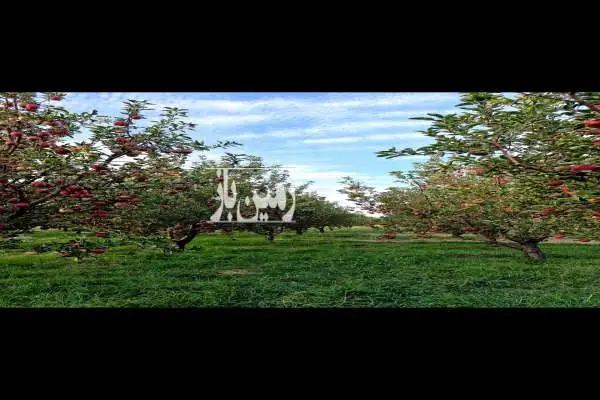 باغ سیب لوکیشن عالی و دنج مراغه - تصویر 3