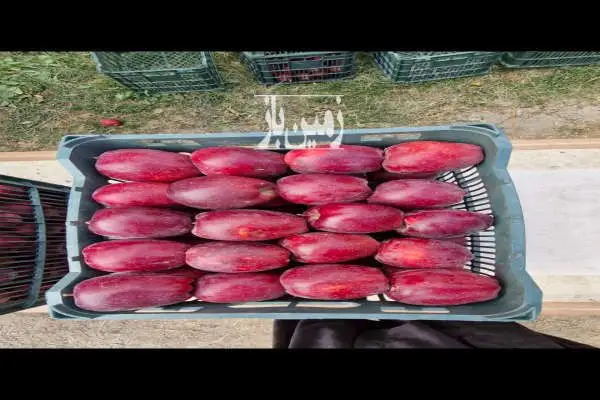 باغ سیب لوکیشن عالی و دنج مراغه - تصویر 4
