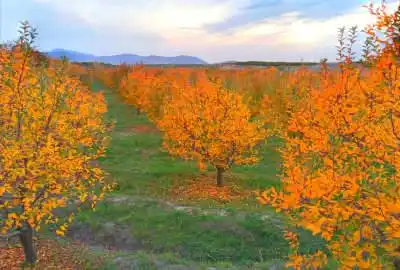 باغ سیب لوکیشن عالی و دنج مراغه