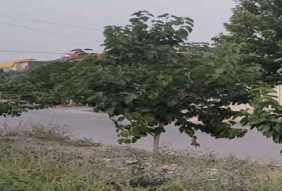 فروش ۳۰۸۰ متر زمین شاندیز کلاته ابراهیم