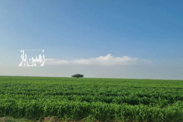 زمین کشاورزی بخش ۸ شوش شهرستان الوان-1