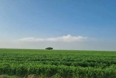 زمین کشاورزی بخش ۸ شوش شهرستان الوان
