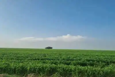 زمین کشاورزی بخش ۸ شوش شهرستان الوان