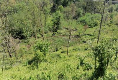 زمین در روستای جیرگوابر لاهیجان