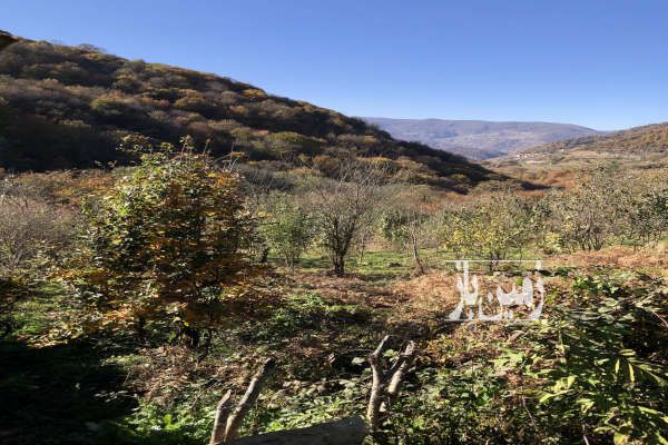 زمین و باغ نهال واقع در سوادکوه-1