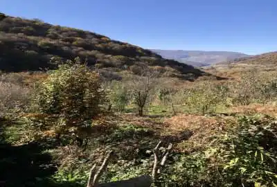 زمین و باغ نهال واقع در سوادکوه