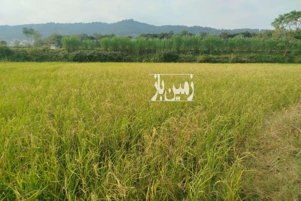 زمین کشاورزی در شیرگاه سرابگردان-1