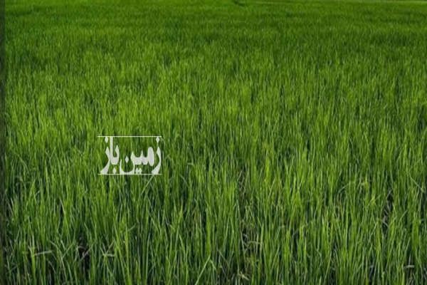 فروش زمین شالیزاری در رضوان-1