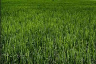 فروش زمین شالیزاری در رضوان