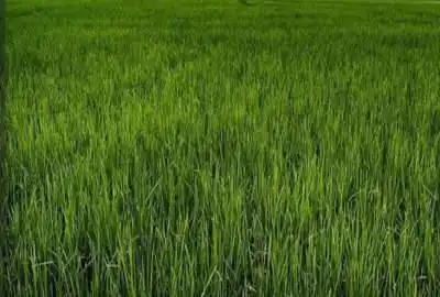 فروش زمین شالیزاری در رضوان