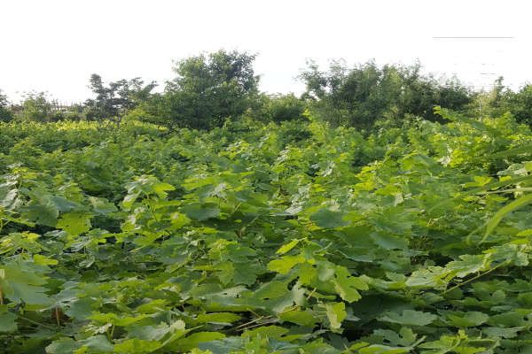 باغ میوه و درخت انگور شاهرود روستای اسد آباد-1