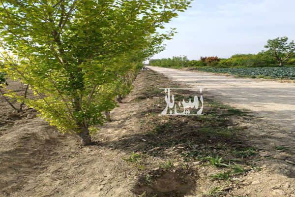 زمین واقع در دهشاد بالا-1