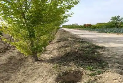 زمین واقع در دهشاد بالا