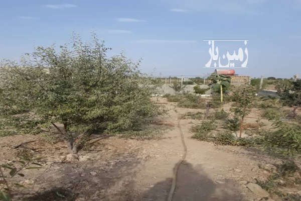 باغ و باغچه و درخت کشاورزی تنکمان روستای علی سید-1