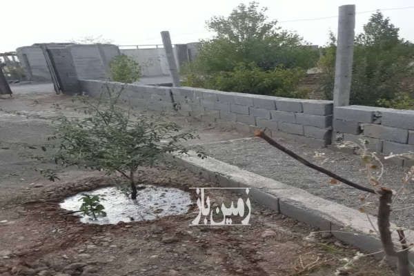 باغ و باغچه و درخت کشاورزی تنکمان روستای علی سید-2