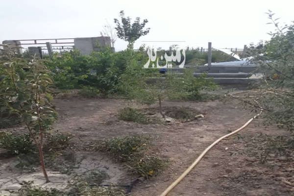 باغ و باغچه و درخت کشاورزی تنکمان روستای علی سید-4