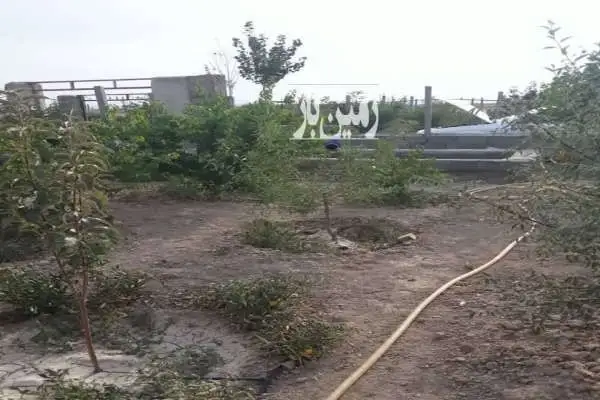 باغ و باغچه و درخت کشاورزی تنکمان روستای علی سید - تصویر 4
