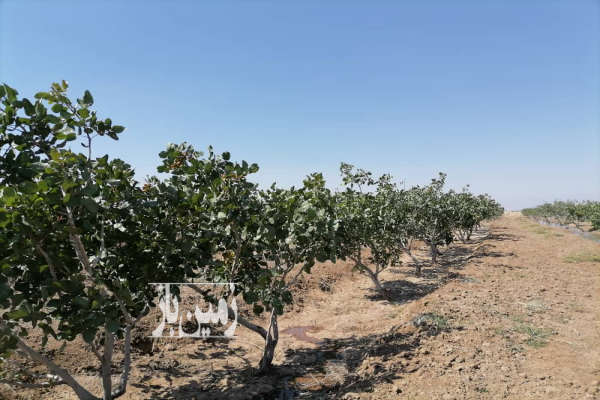 باغ پسته حدود ۱۰ ساله با حدود ۹۰۰ درخت پسته-1