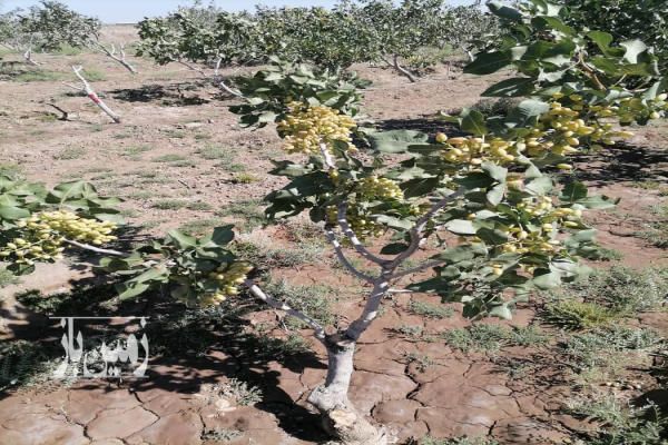 باغ پسته حدود ۱۰ ساله با حدود ۹۰۰ درخت پسته-4