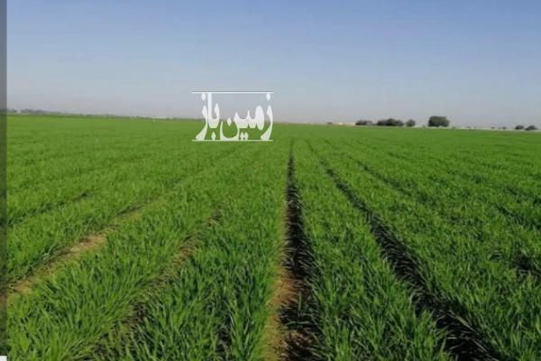 زمین کشاورزی دارای یک ساعت نیم آب چاه-1