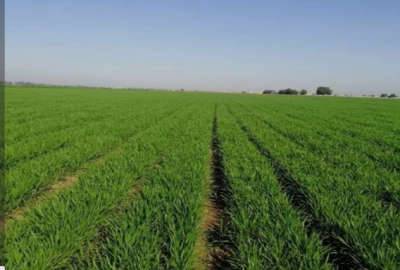 زمین کشاورزی دارای یک ساعت نیم آب چاه