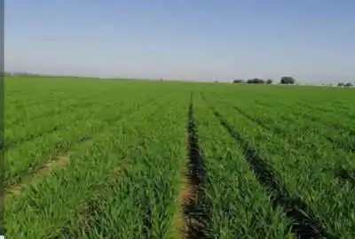 زمین کشاورزی دارای یک ساعت نیم آب چاه